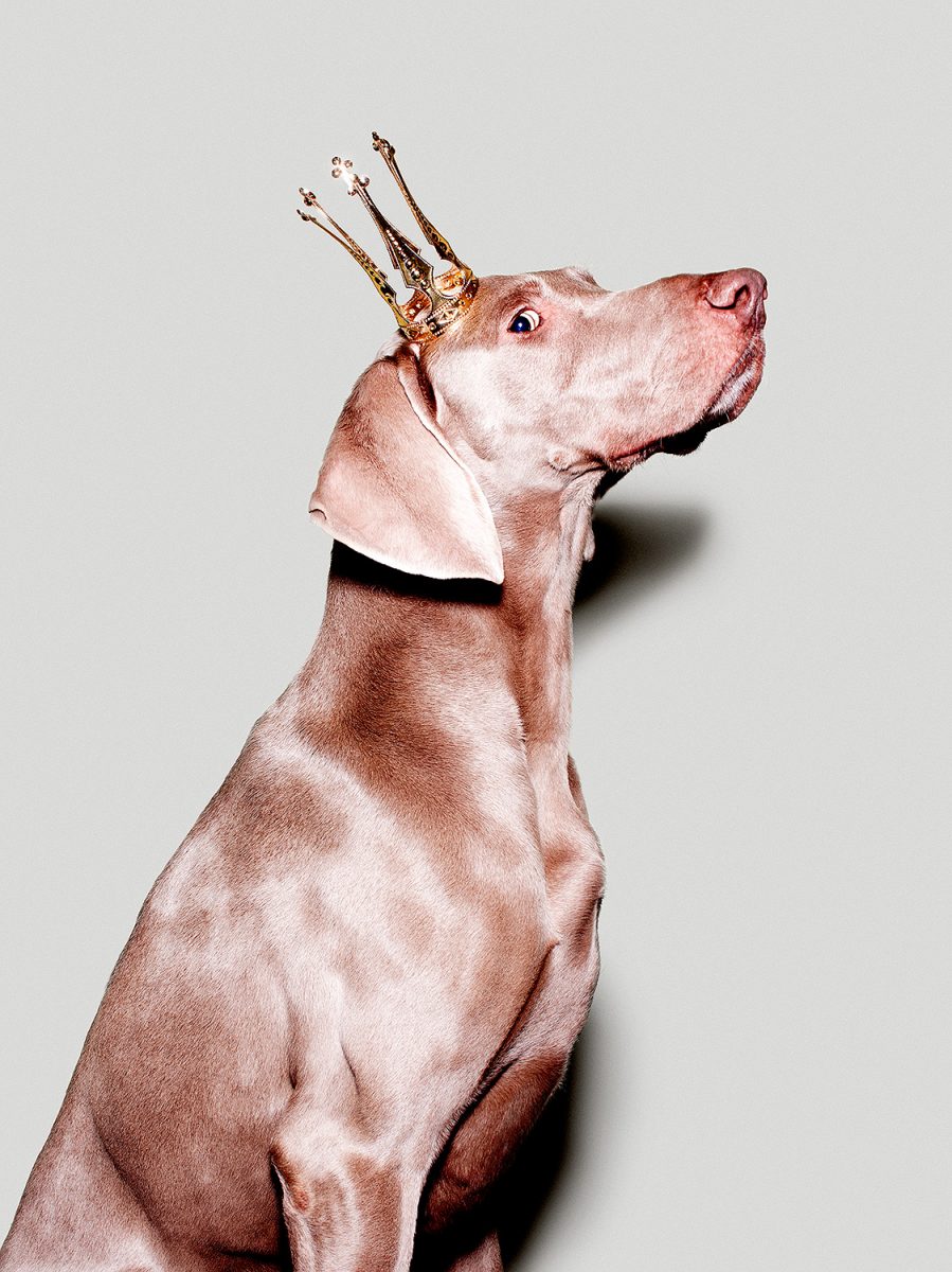 dog weimaraner with crown photography berlin